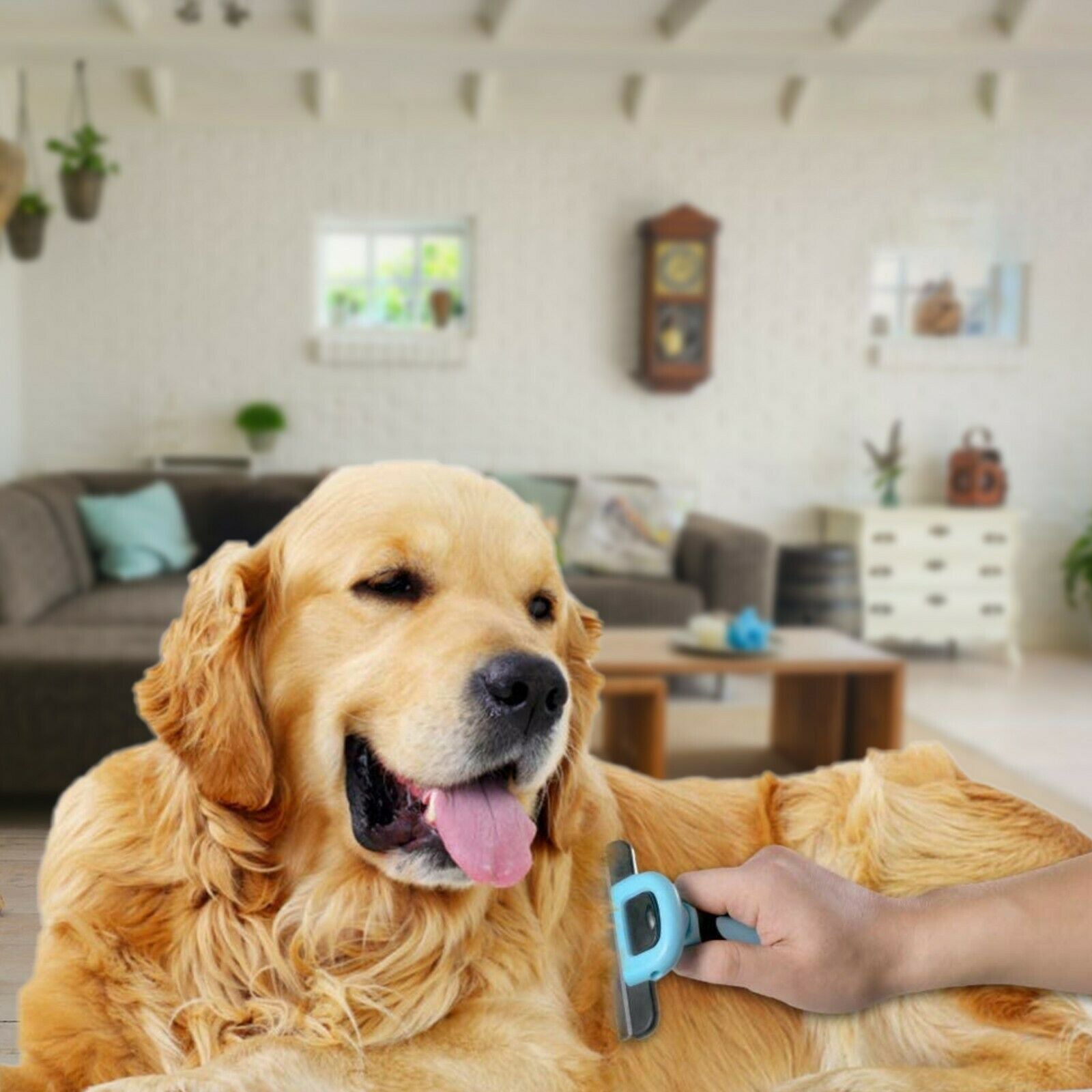 Pet/Dog/Cat Grooming Trimmer